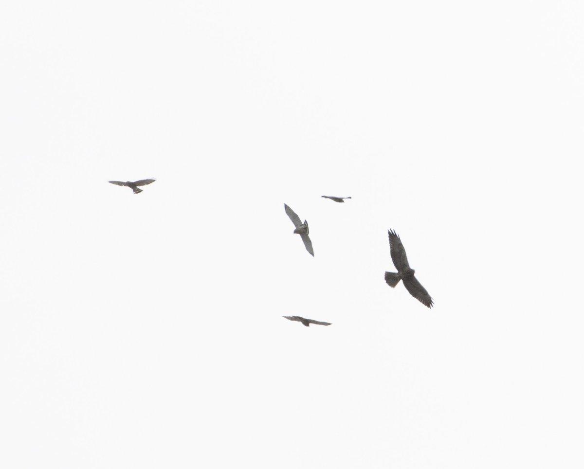 Broad-winged Hawk Kettle Migration — Hawk Mountain Sanctuary