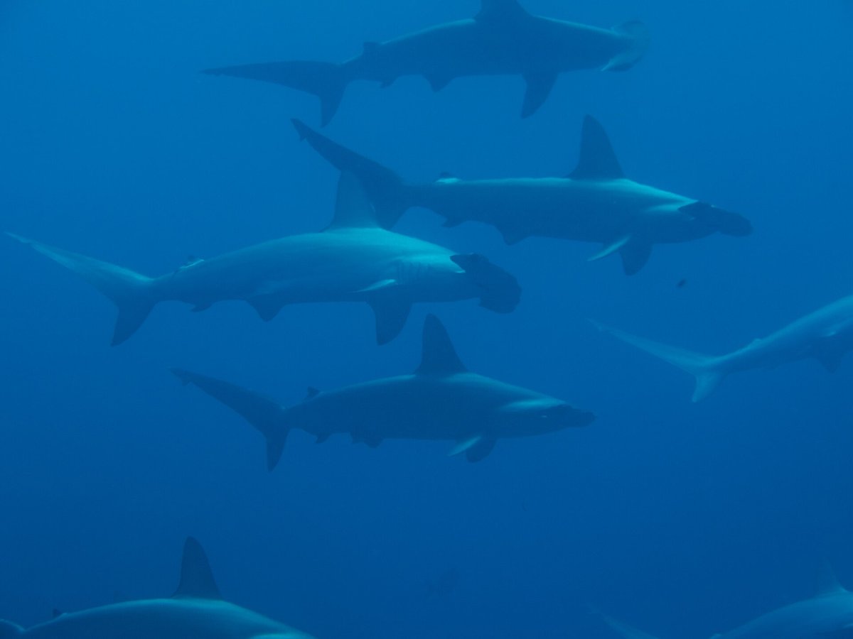 Hammerhead Shark School — Cocos Island Costa Rica
