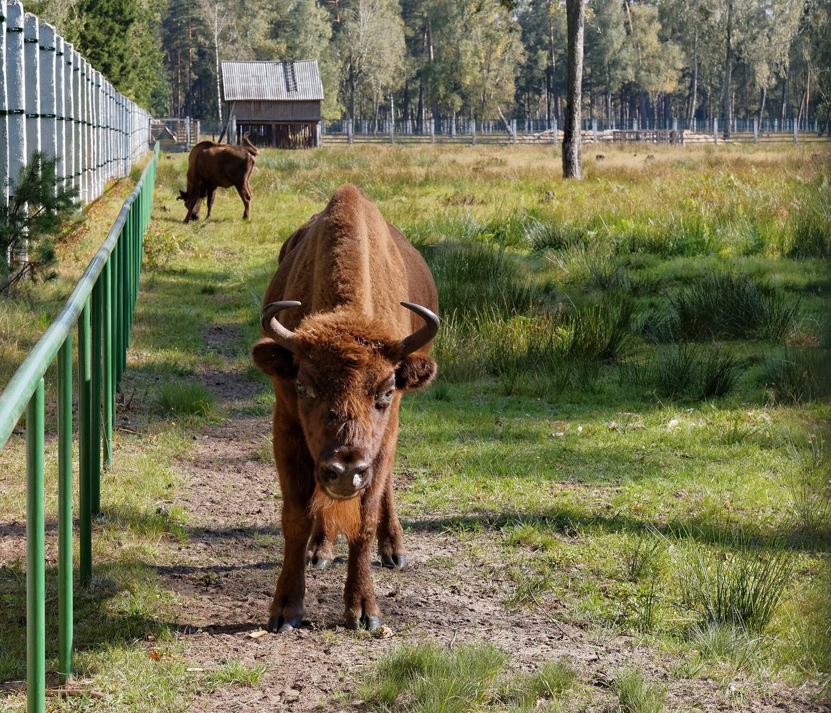 Bialowieza Bison Forest