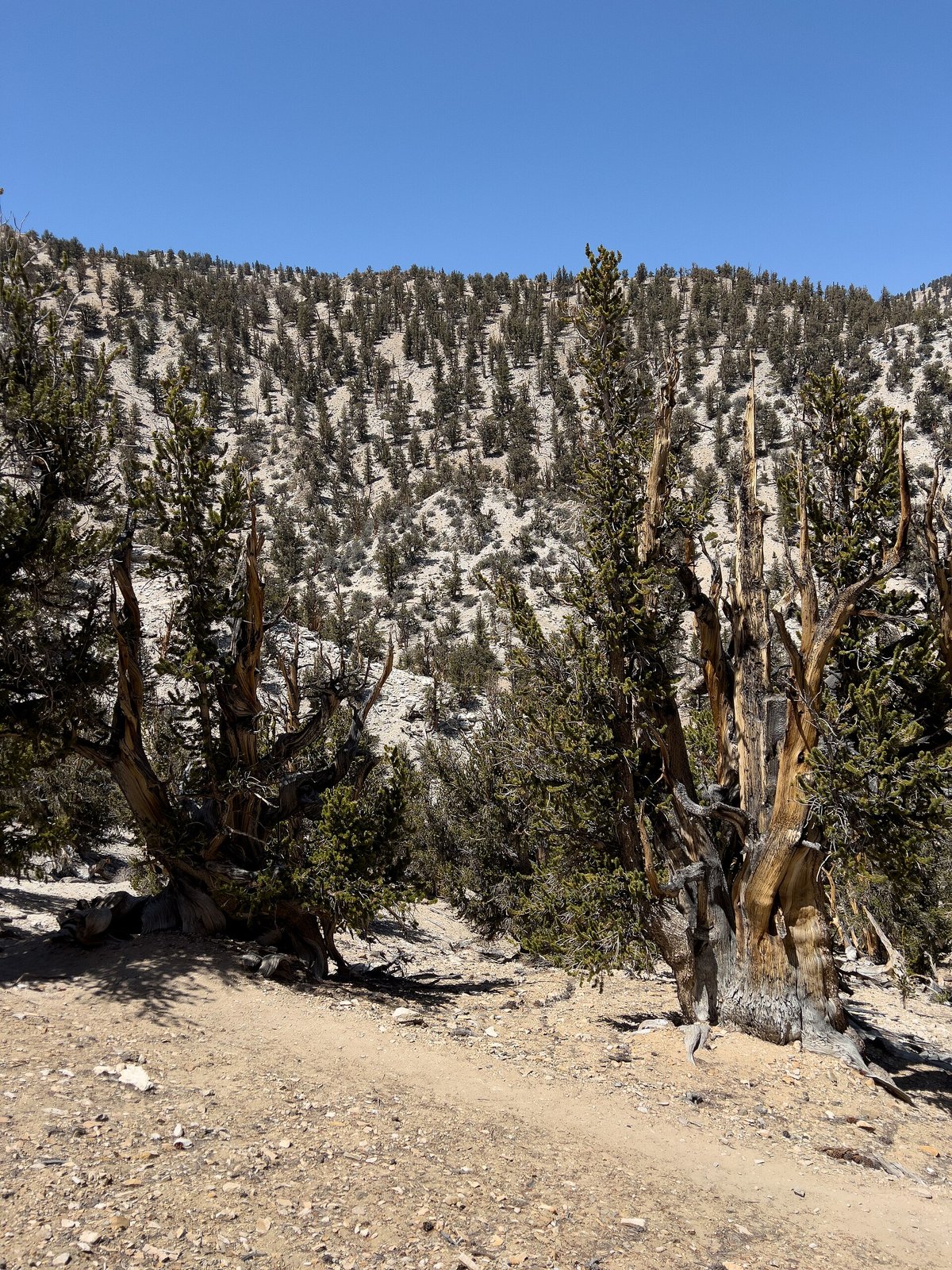 Ancient Bristlecone Pine Season — White Mountains California
