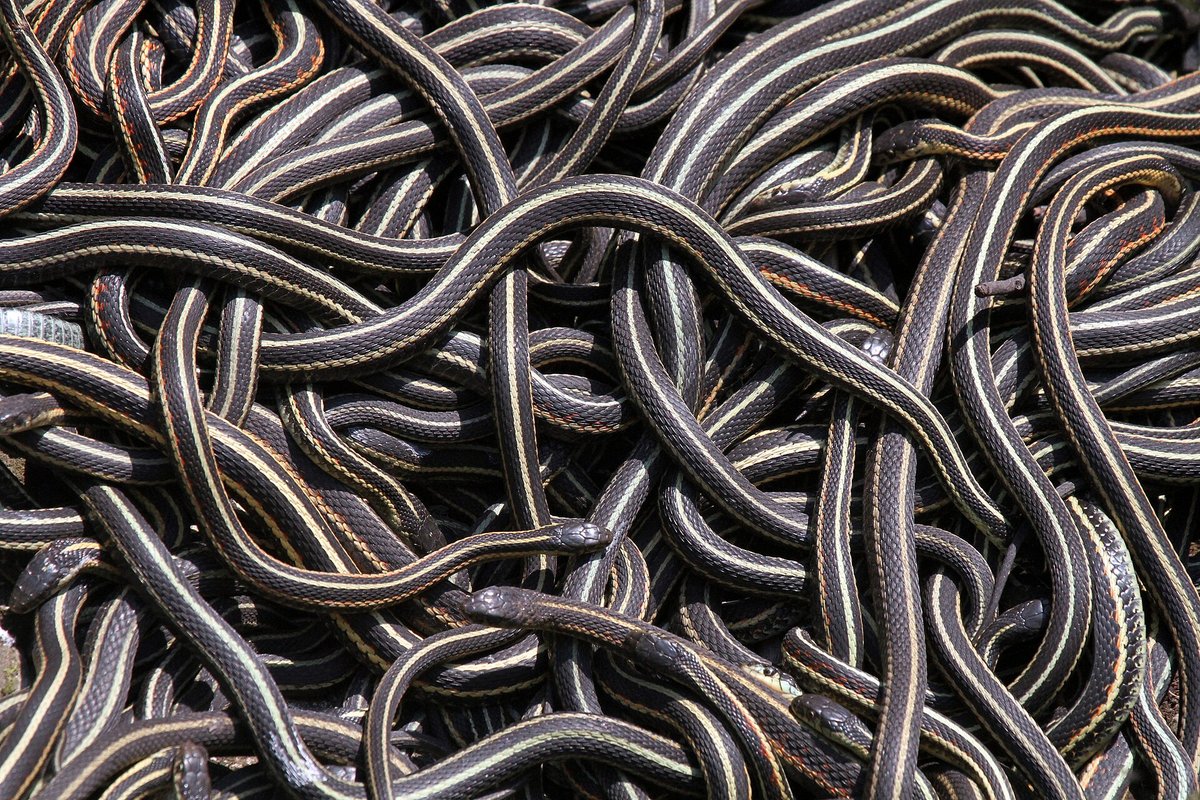 Red-Sided Garter Snake Mating Ball — Narcisse Manitoba