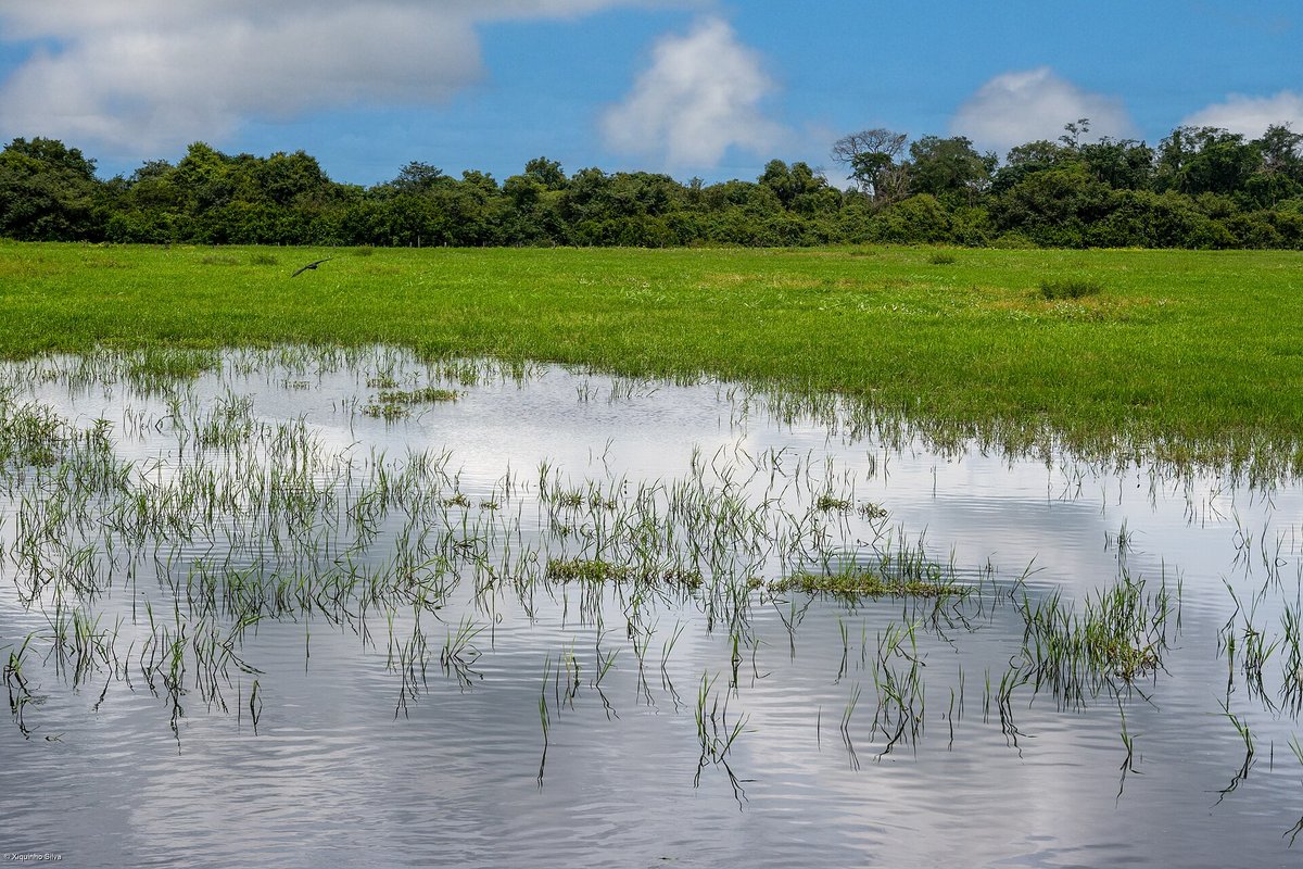 Pantanal Wetland — Brazil