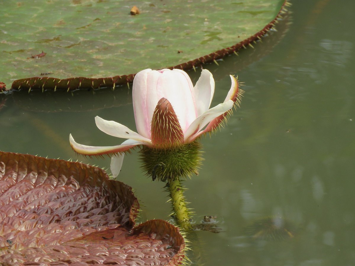 Giant Water Lily Season — Amazon Brazil