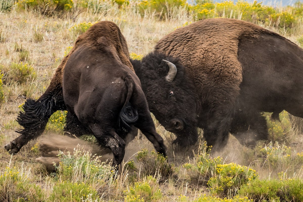 Bison Rut — Yellowstone National Park USA