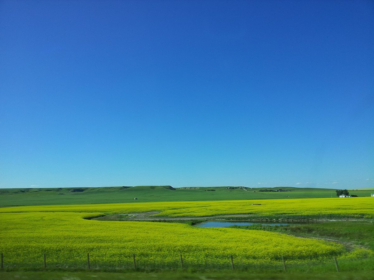 Canola Fields — Hokkaido Biei Japan