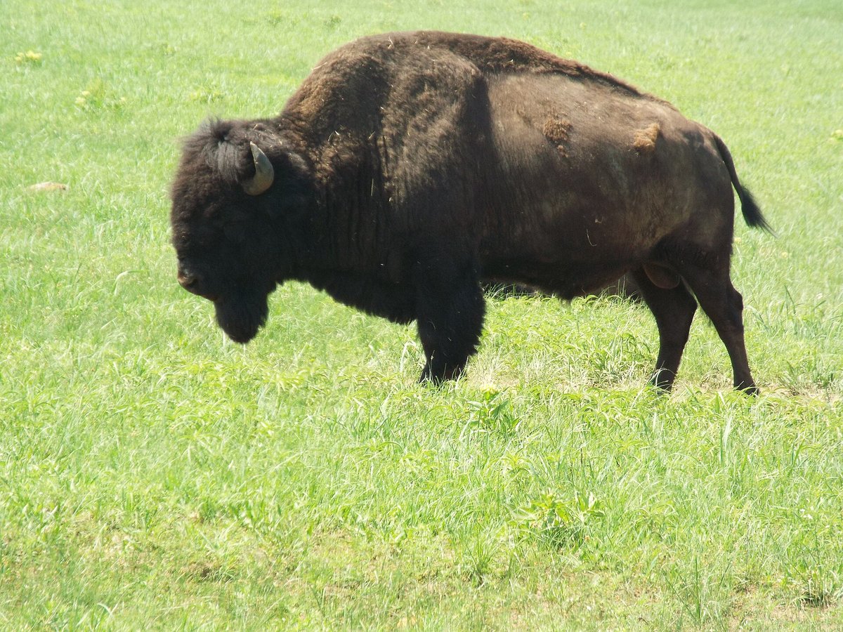 Wichita Mountains Bison