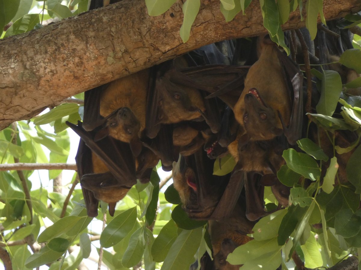 Straw-Coloured Fruit Bat Migration