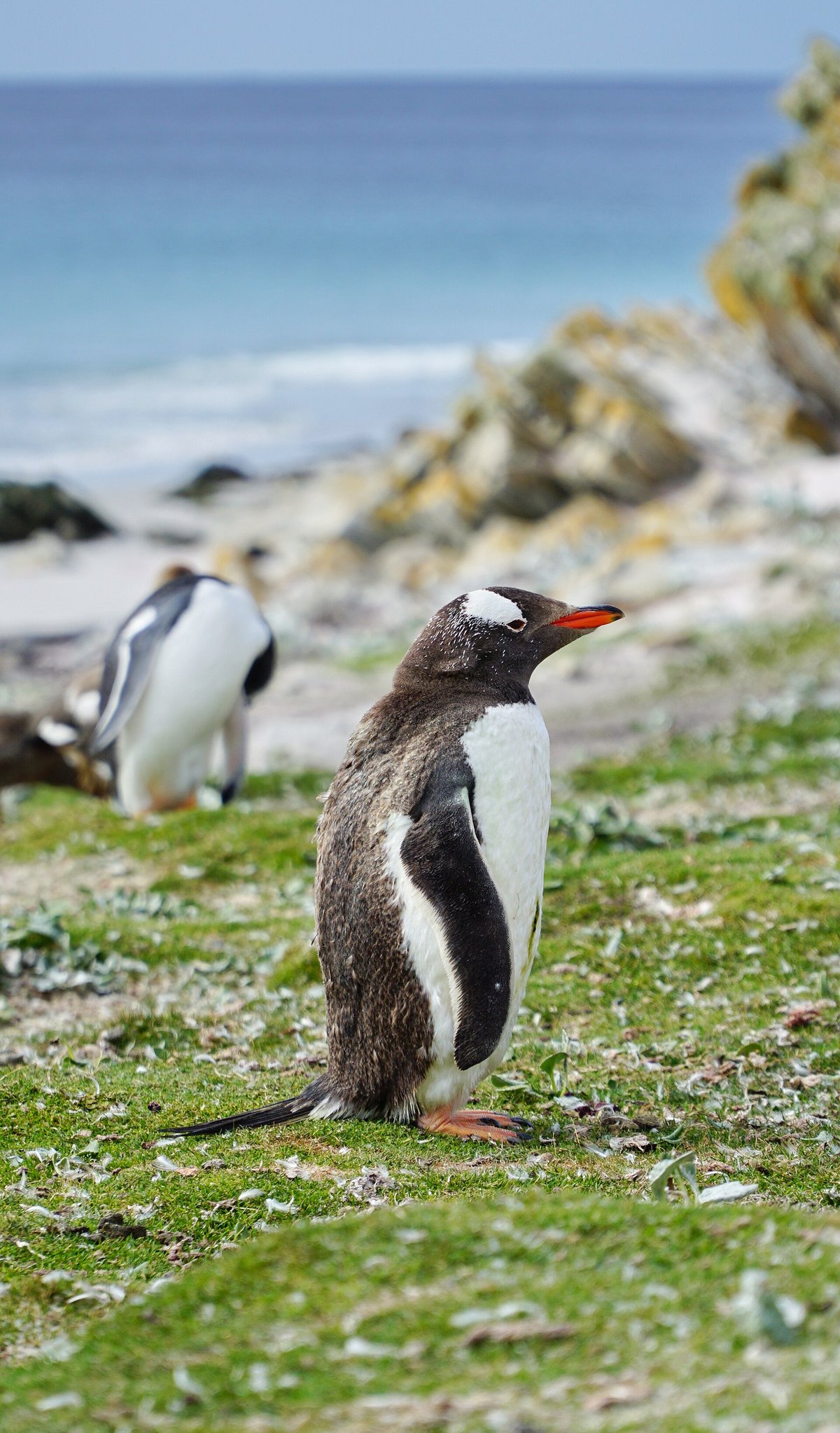 Gentoo Penguin Breeding Colony — Falkland Islands