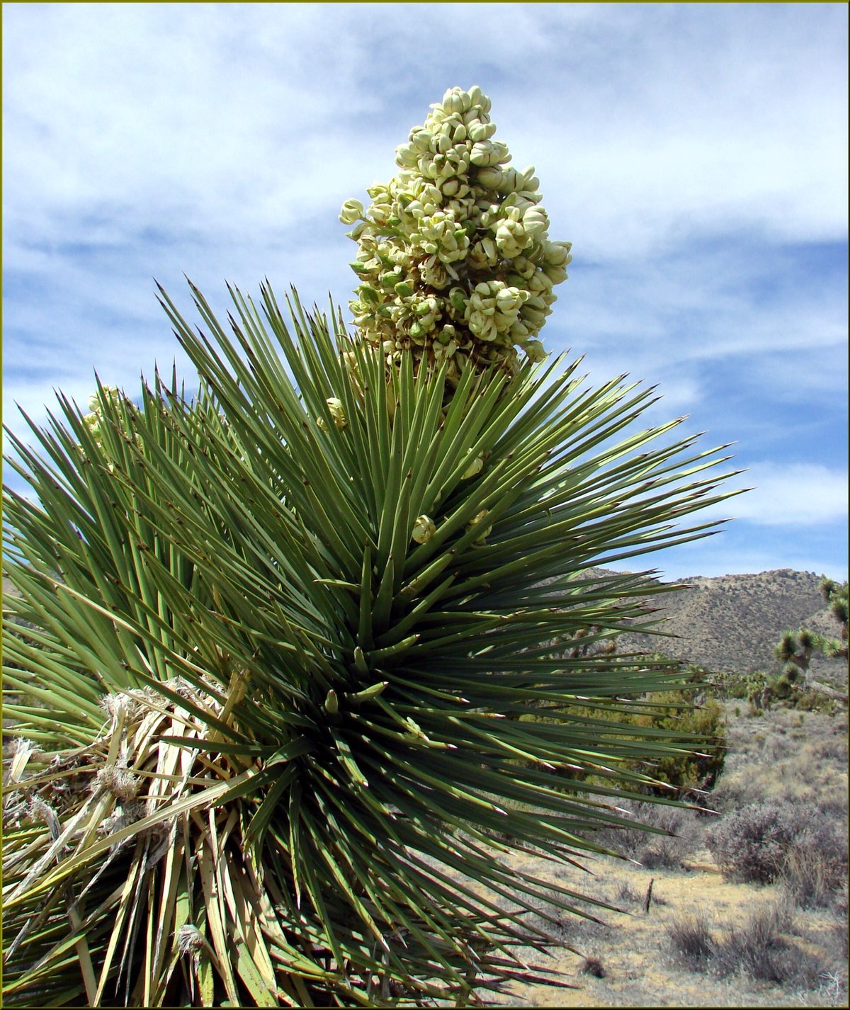 Joshua Tree Bloom — Mojave Desert California USA