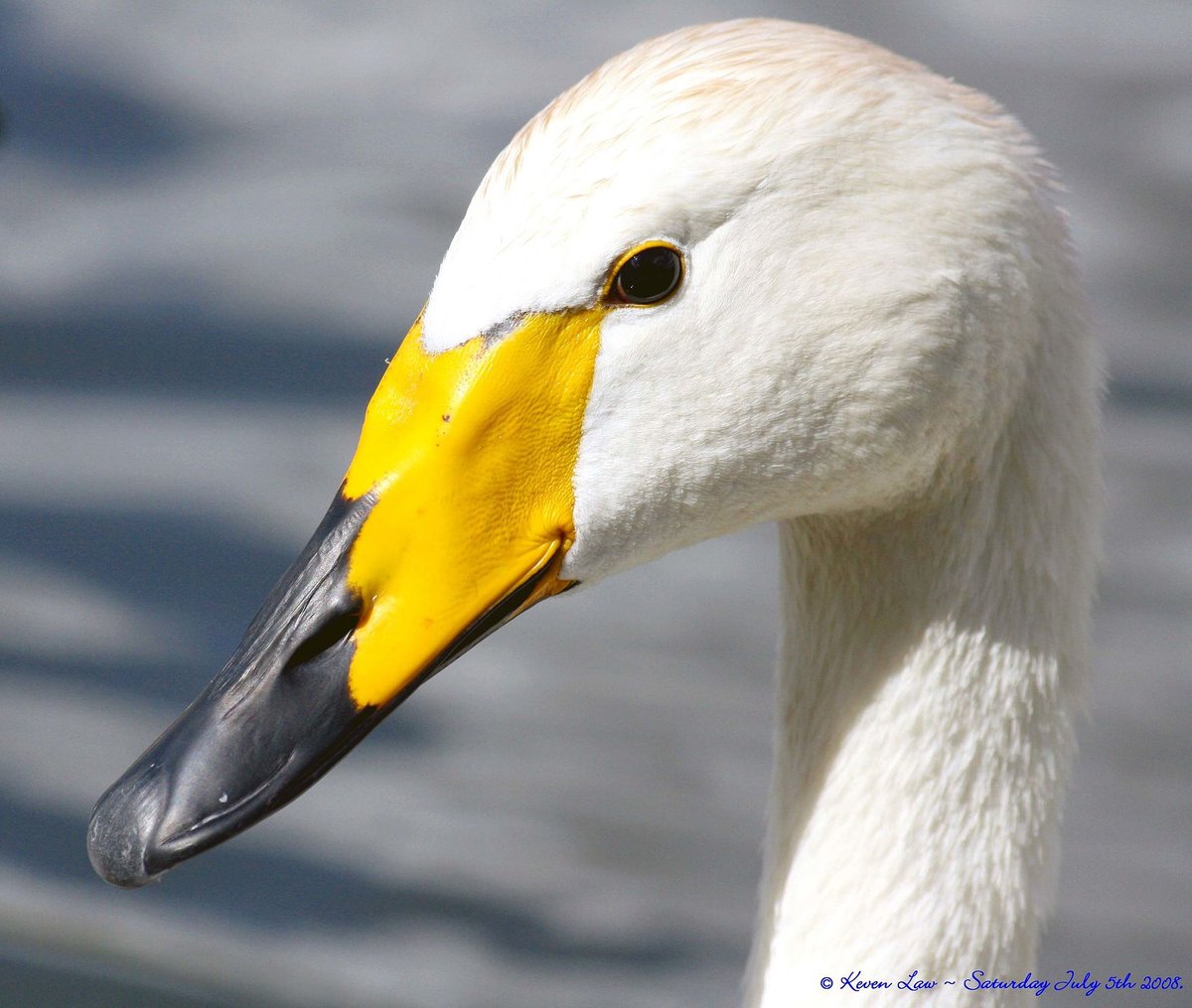 Taiga Swan Migration — Ouse Washes England