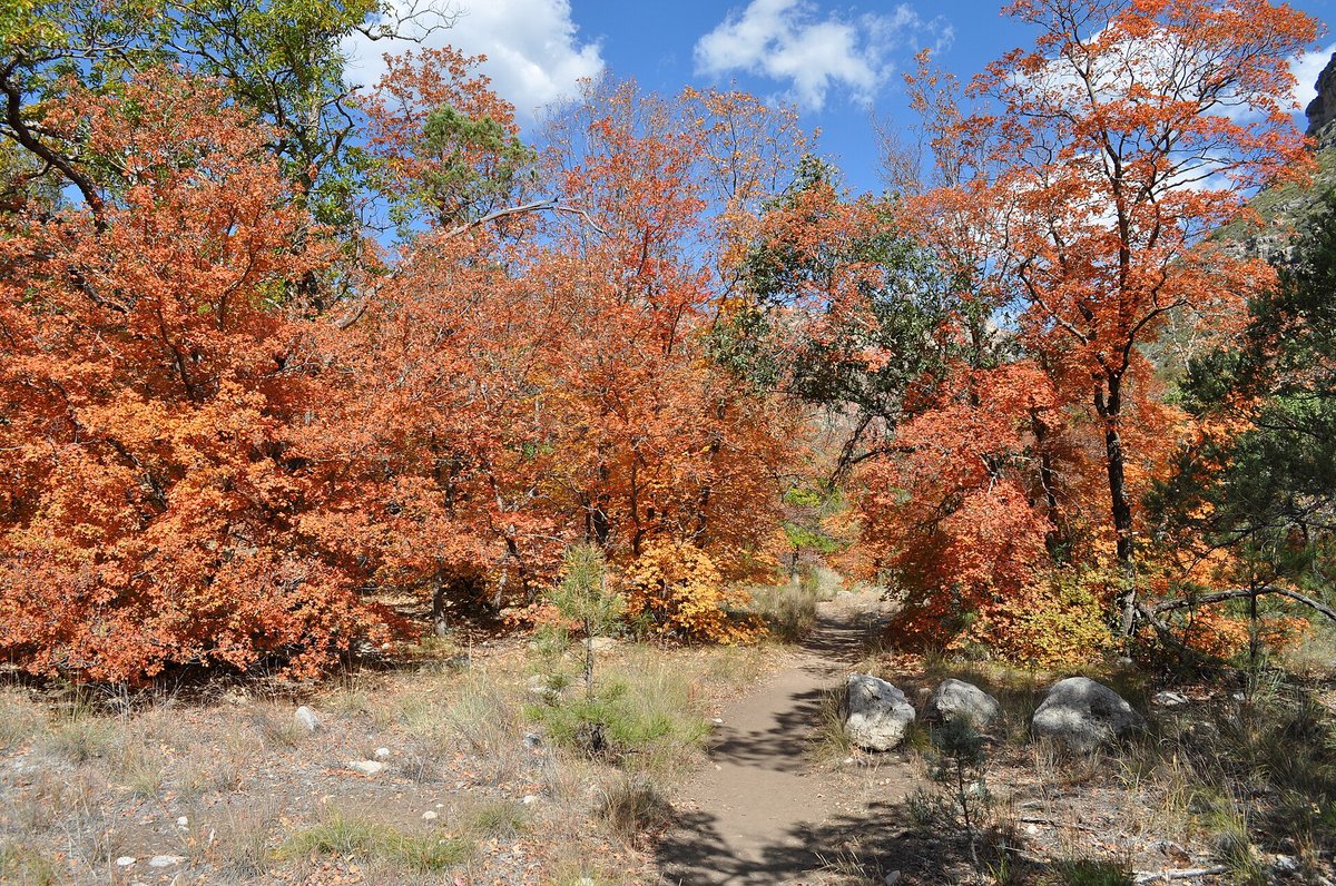 McKittrick Canyon Autumn