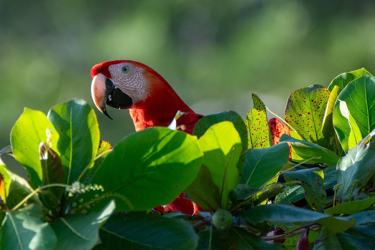 Scarlet Macaw Clay Lick Gathering — Aquicuana Reserve