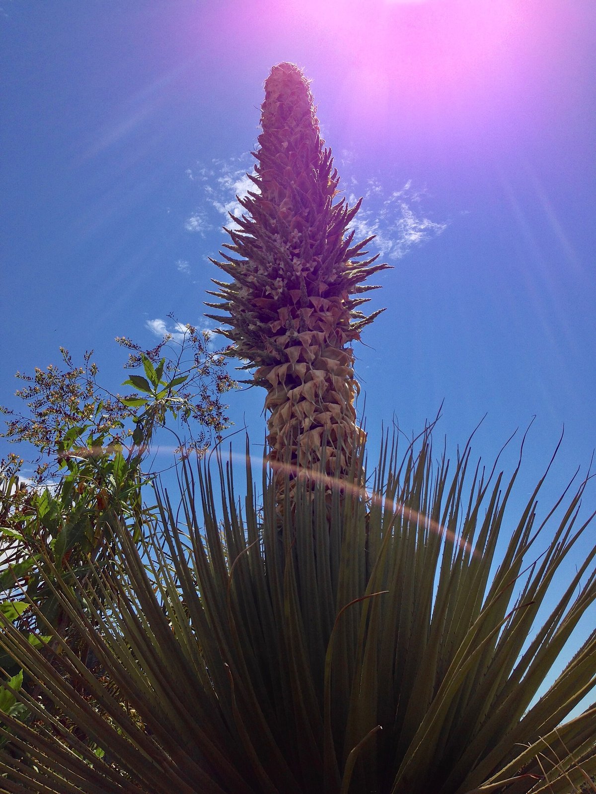 Puya Raimondii Flowering — Andean Peru Bolivia