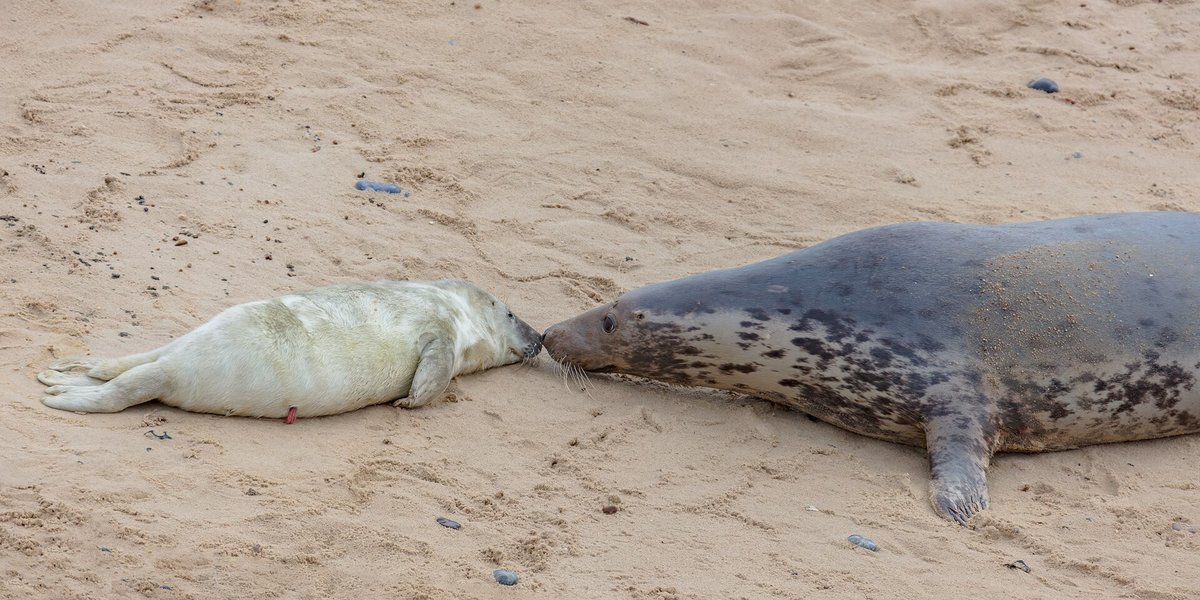 Grey Seal Pupping (Lincolnshire / Orkney) — Faray and Holm of Faray