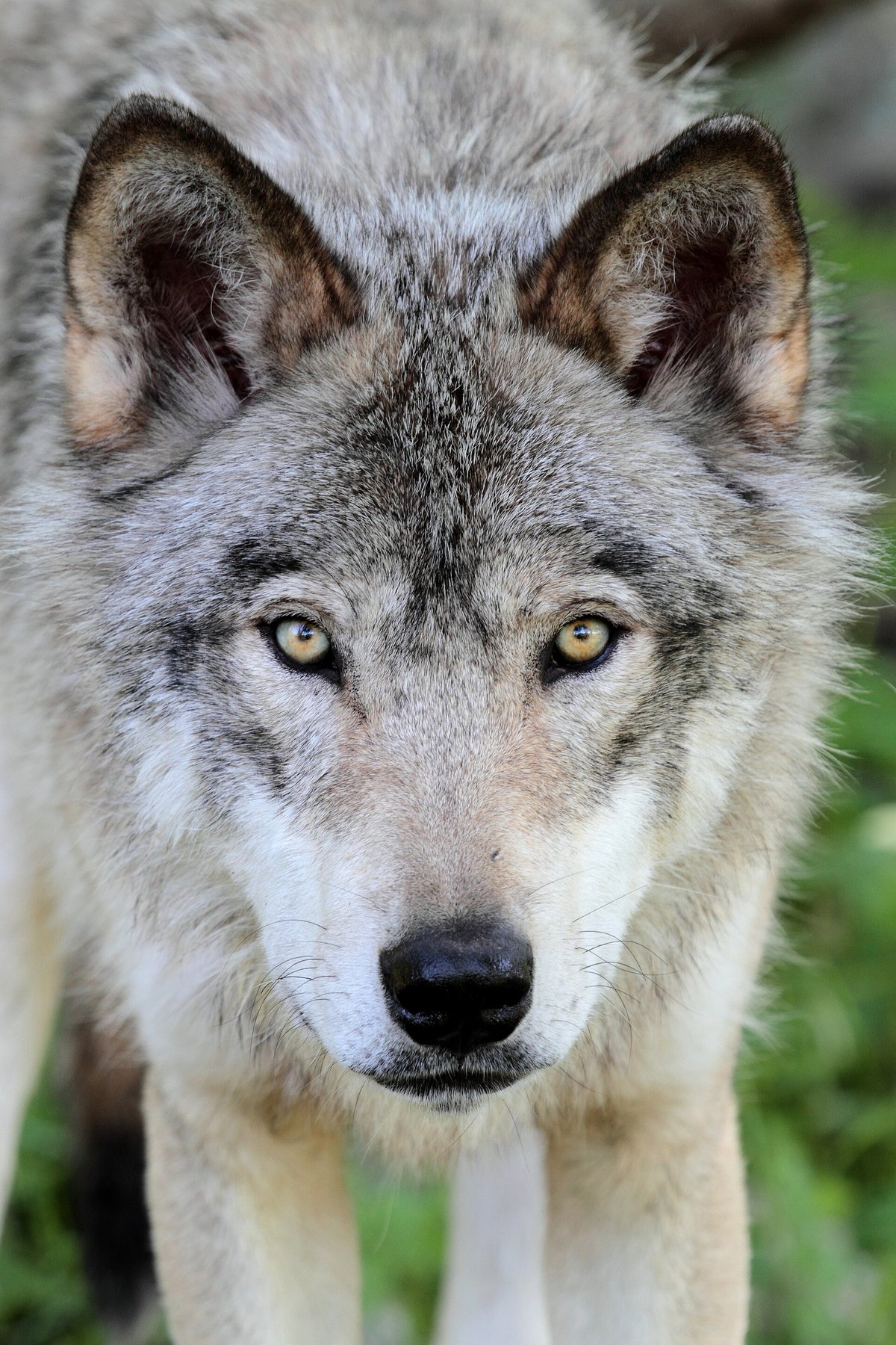 Grey Wolf Pack Hunt — Lamar Valley Yellowstone USA
