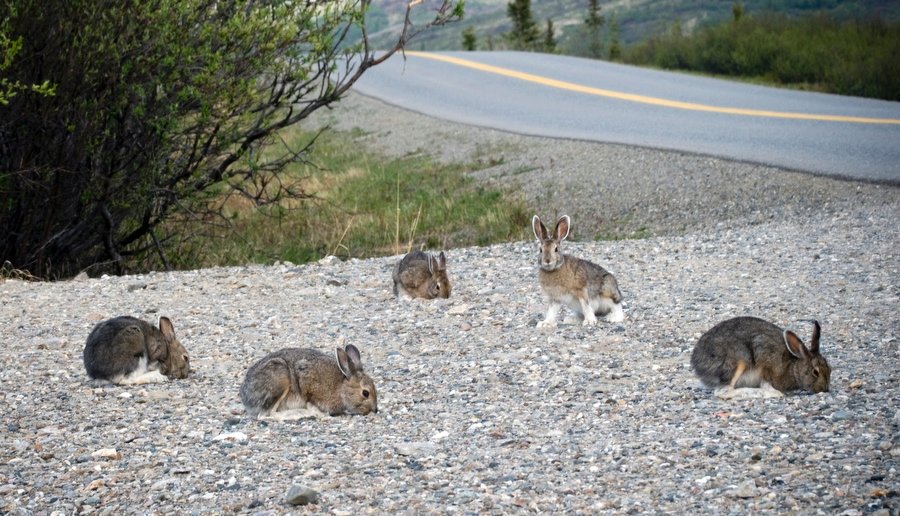 Snowshoe Hare Population Cycle — Yukon Canada