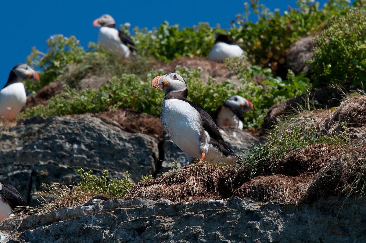 Atlantic Puffin Breeding Colonies — Witless Bay Ecological Reserve