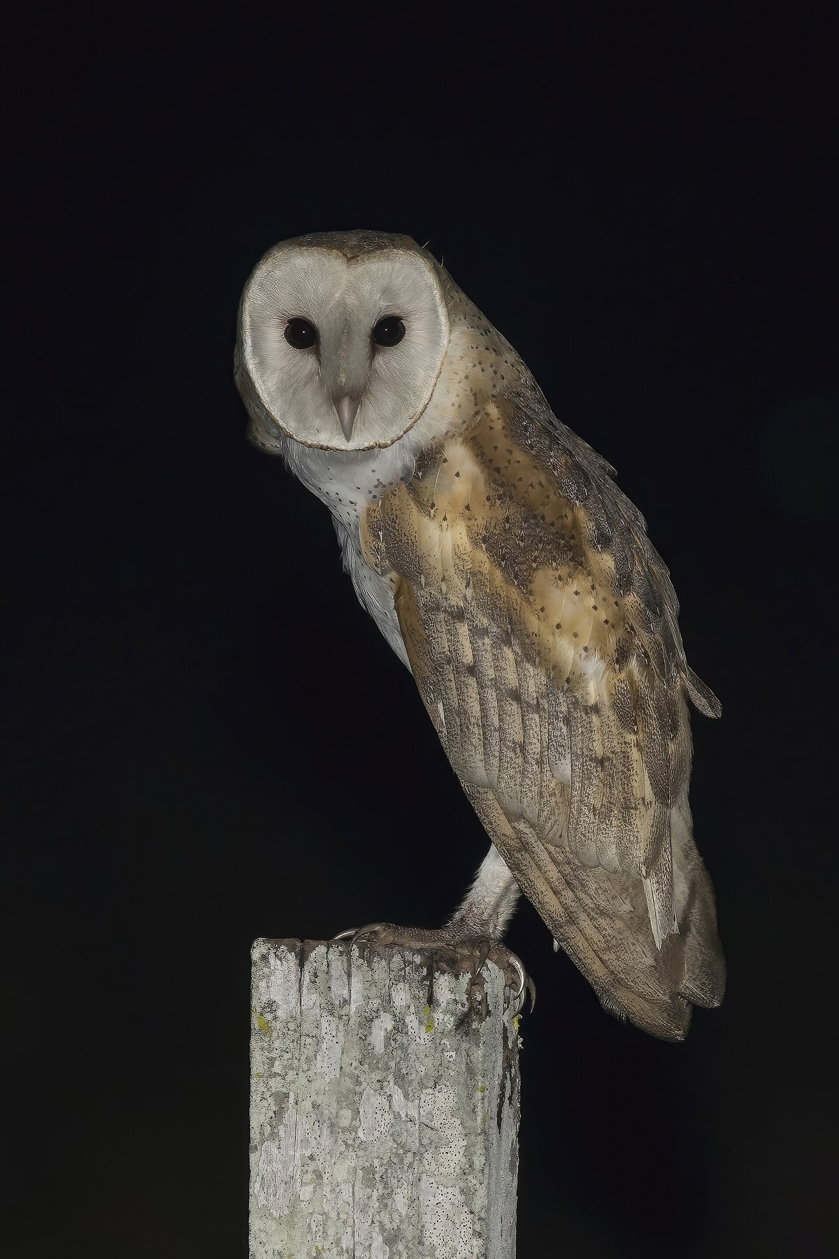 Barn Owl Box Survey — Somerset England