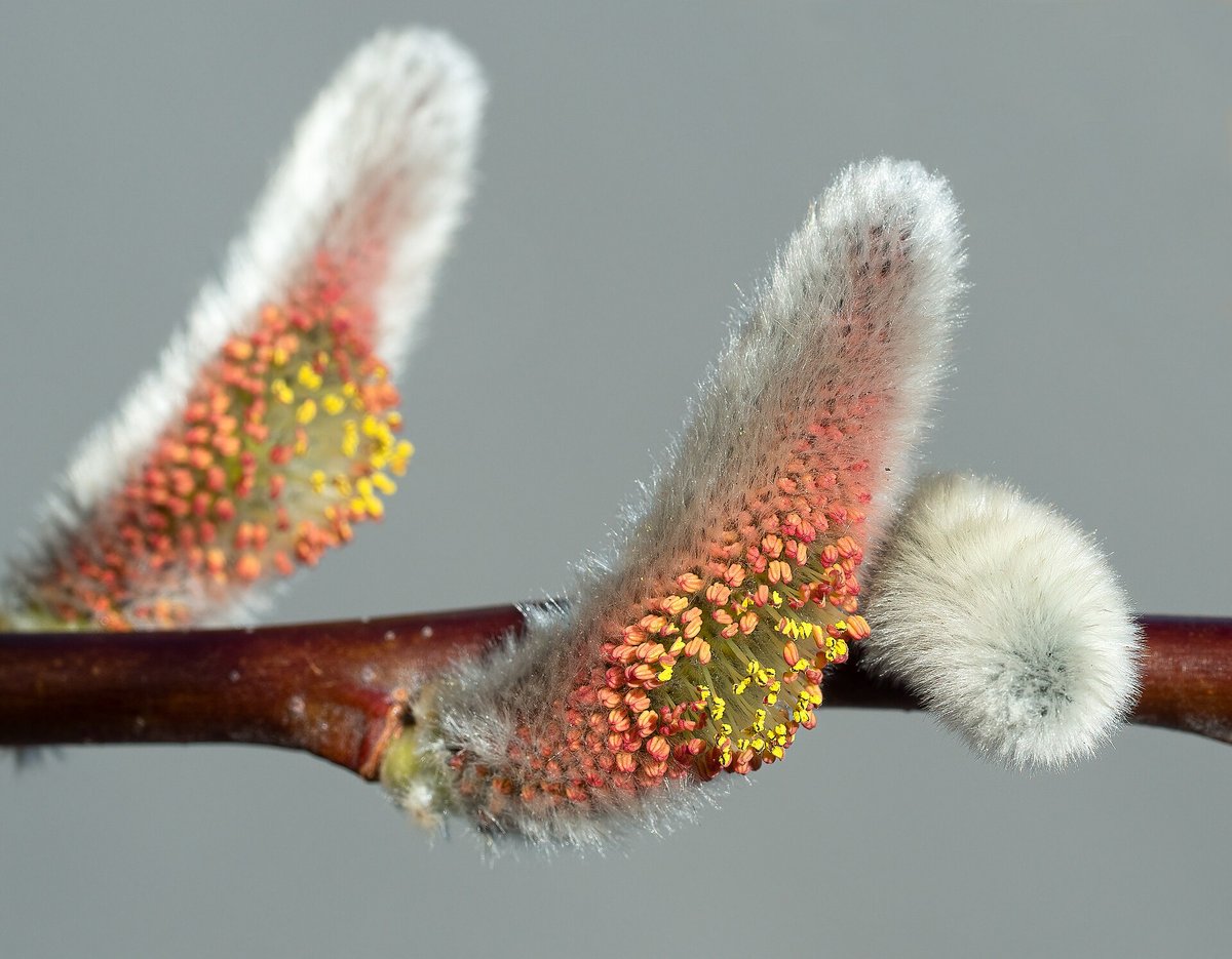 Hazel Catkin Season — English Woodland