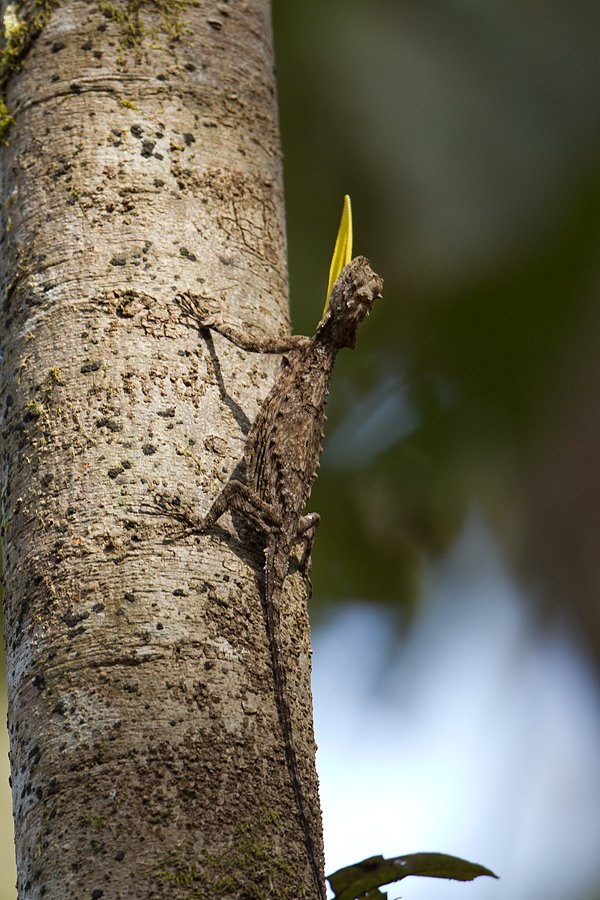 Flying Lizard Display — Danum Valley Borneo