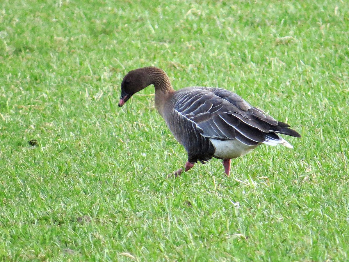 Pink-Footed Goose Migration — Solway Firth Scotland