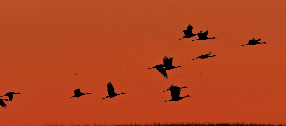 Common Crane Evening Fly-In — Linum Brandenburg Germany