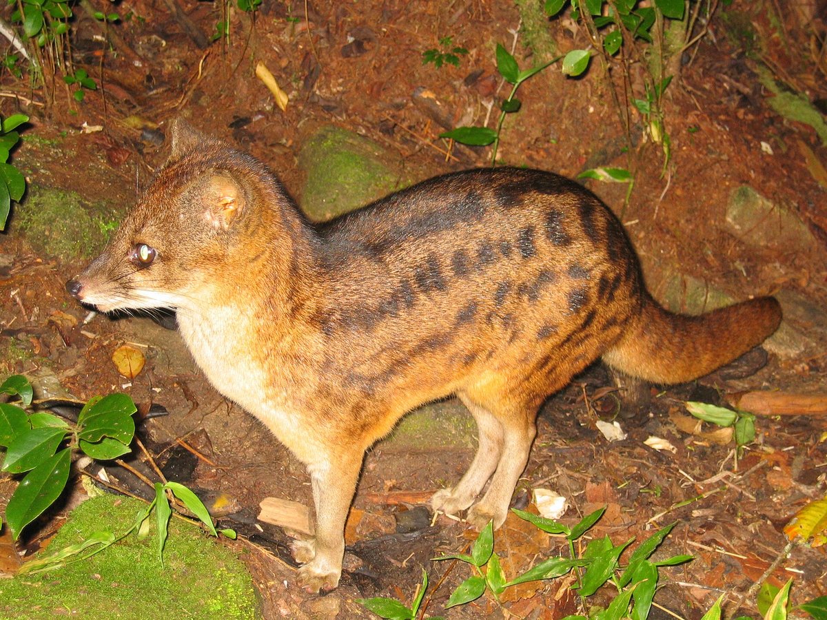 Malagasy Fossa Night Hunt — Ranomafana Madagascar