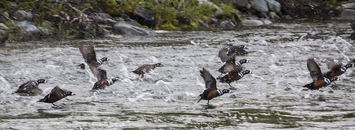 Waterfowl Winter Gathering — Lake Constance Bodensee Baden-Württemberg
