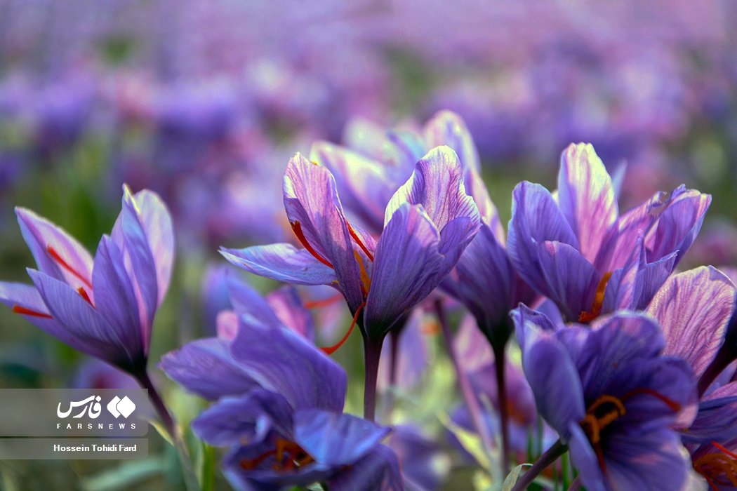Saffron Harvest — Kashmir India