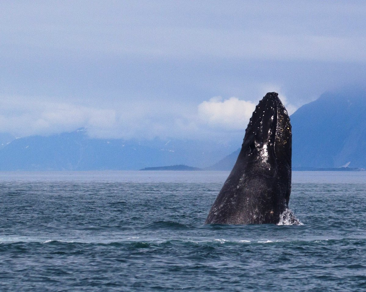 Glacier Bay Humpbacks