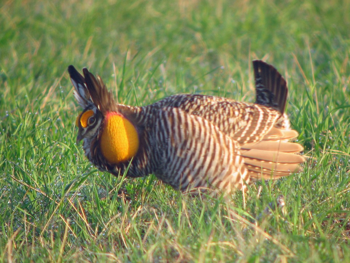 Greater Prairie Chicken Lek — Flint Hills Kansas USA