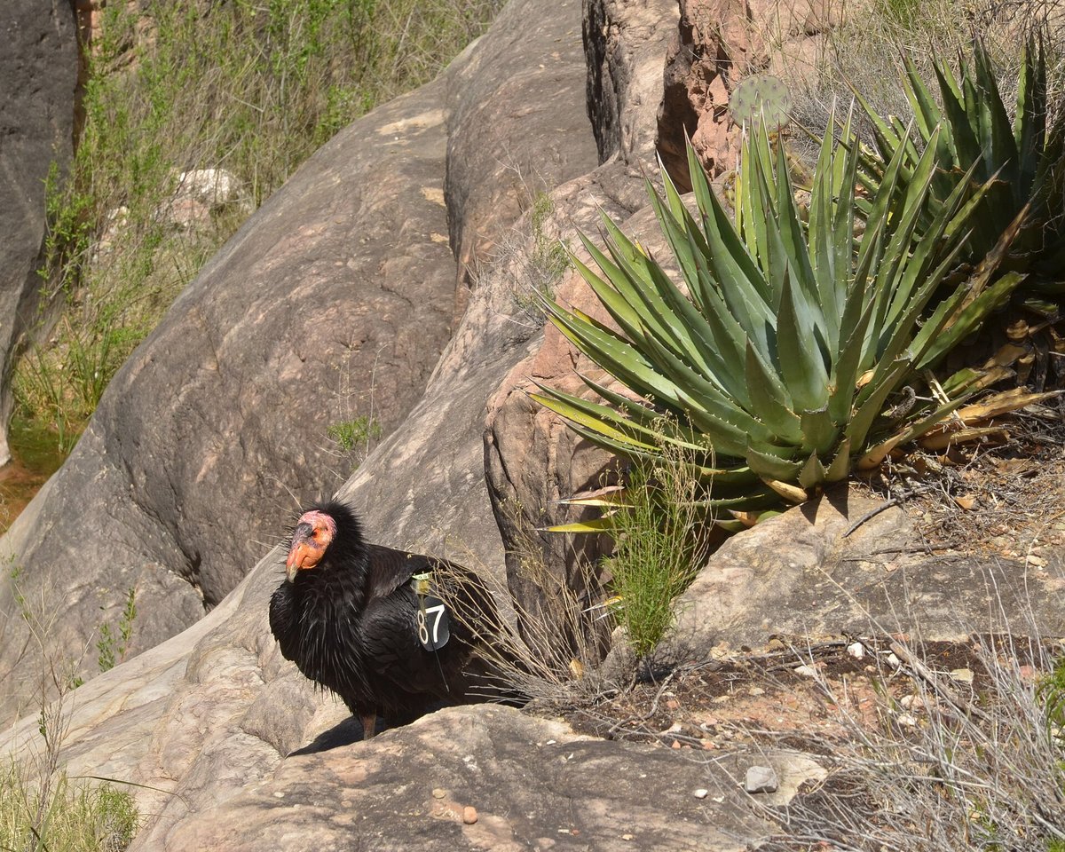 Black Vulture Roost — Extremadura Spain
