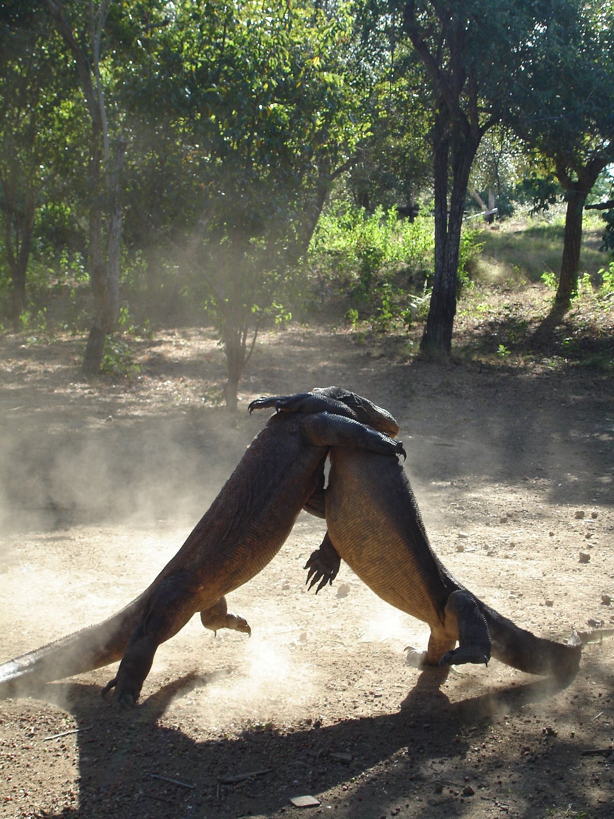 Komodo Dragon Mating Season — Rinca Island Indonesia