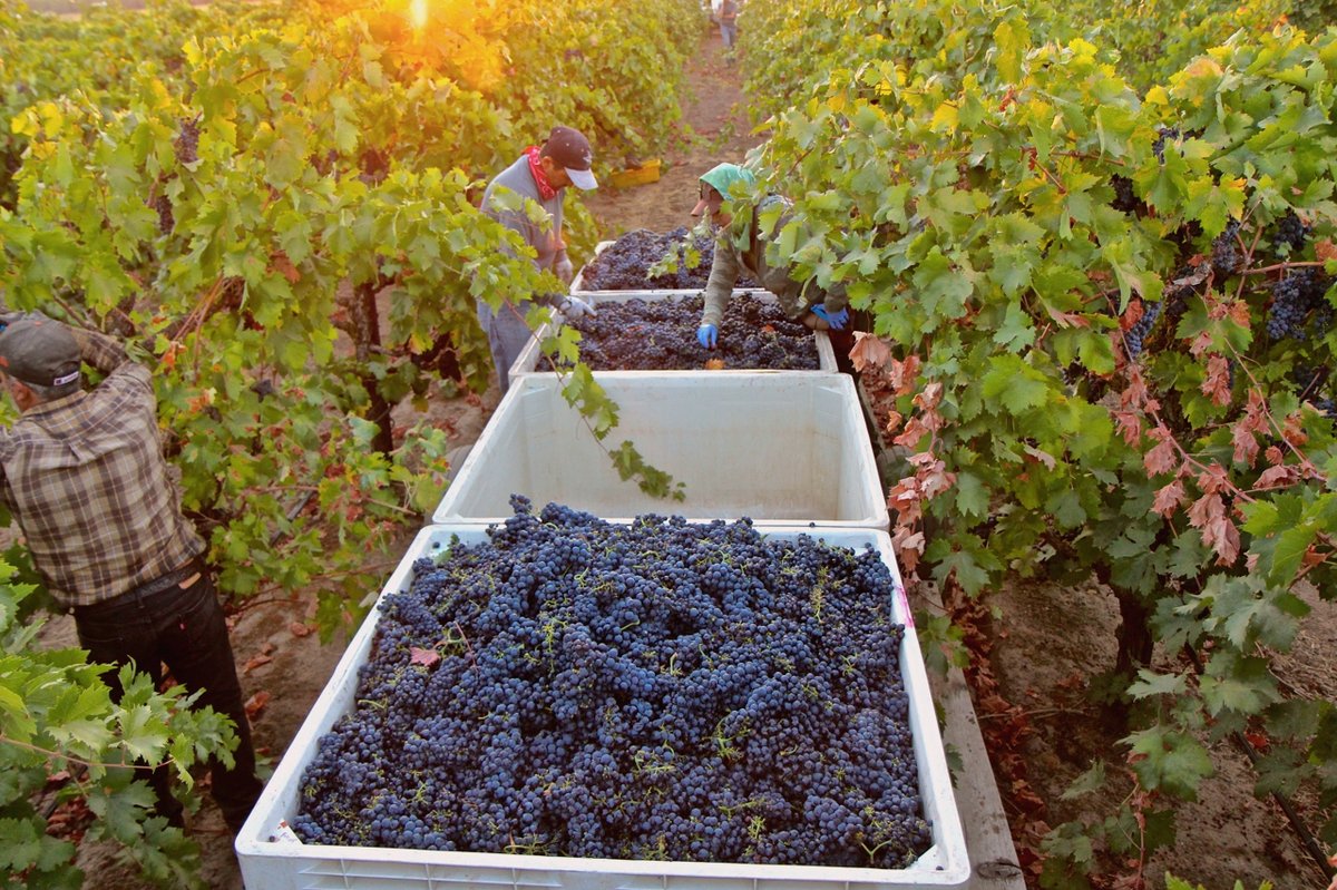 Vineyards Harvest — Douro Valley Portugal