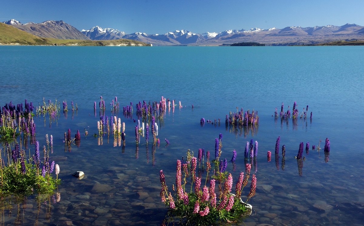 Lupin Bloom Mackenzie — Lake Tekapo