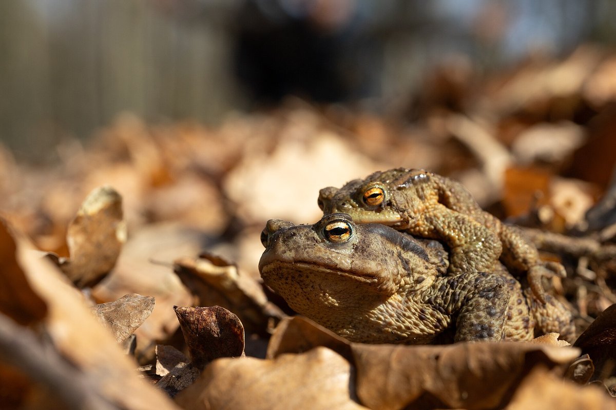 Common Toad Migration — Lüneburg Heath
