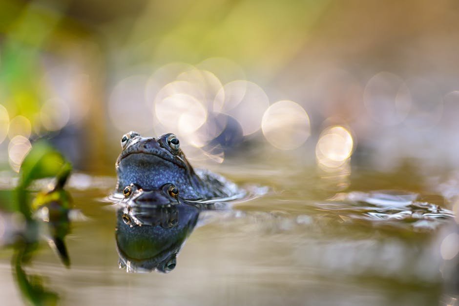 Moorfrosch-Balz Anklamer Stadtbruch