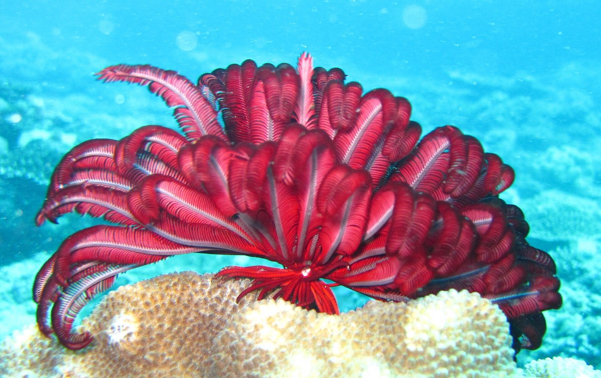 Flinders Reef — Australia