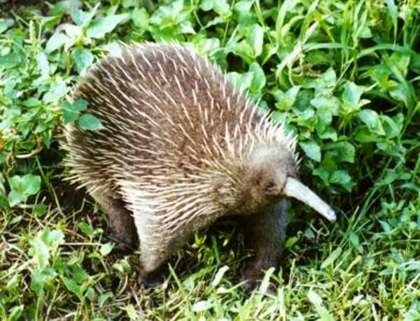 Long-Beaked Echidna — Papua New Guinea Highlands