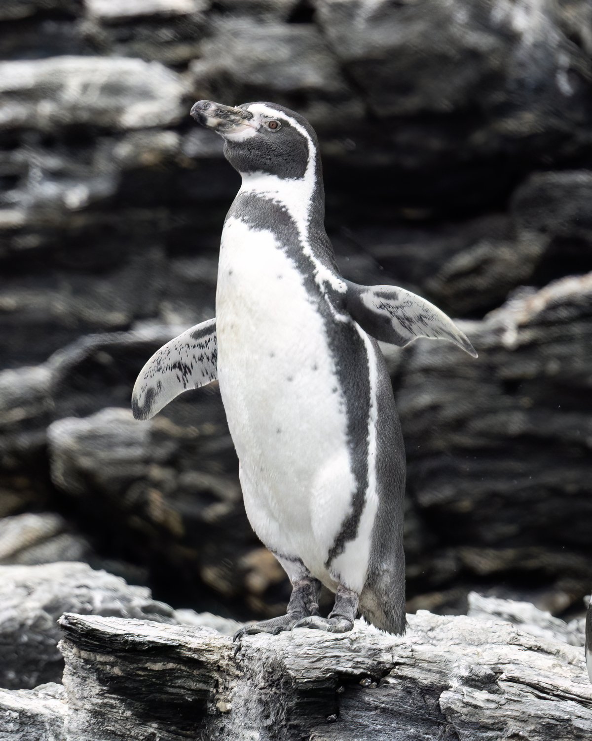 Humboldt Penguin Breeding Colony (Isla Damas) — Isla Chañaral