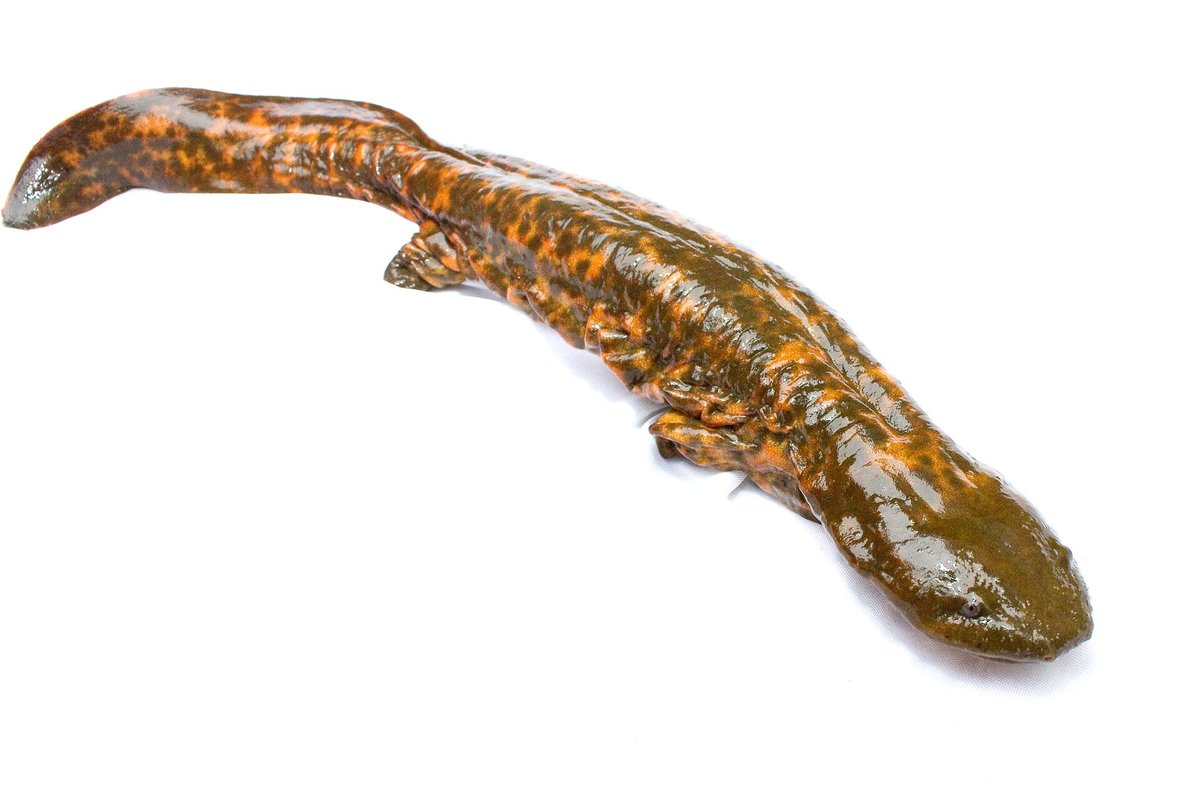 Hellbender Salamander — Appalachian Rivers USA