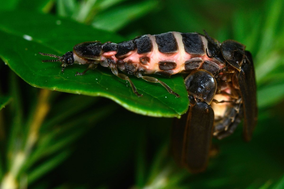 Glow-worm Season — Surrey Hills England
