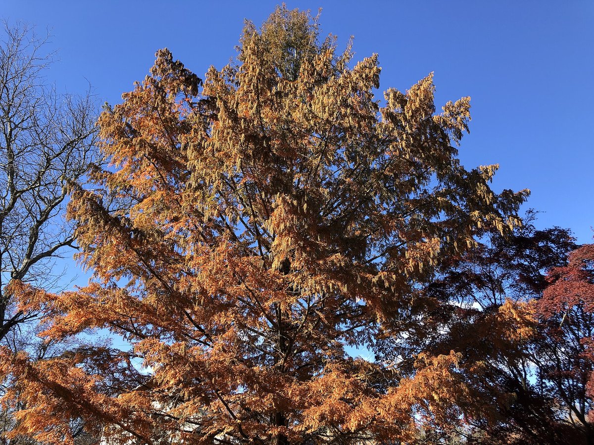 Dawn Redwood Autumn — Hubei China