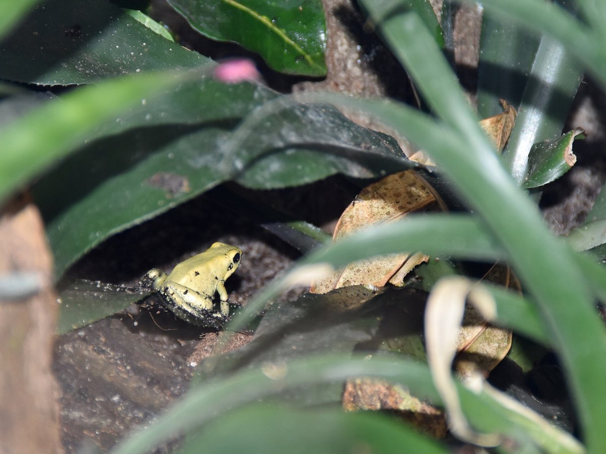 Golden Poison Dart Frog Territory — Chocó Colombia