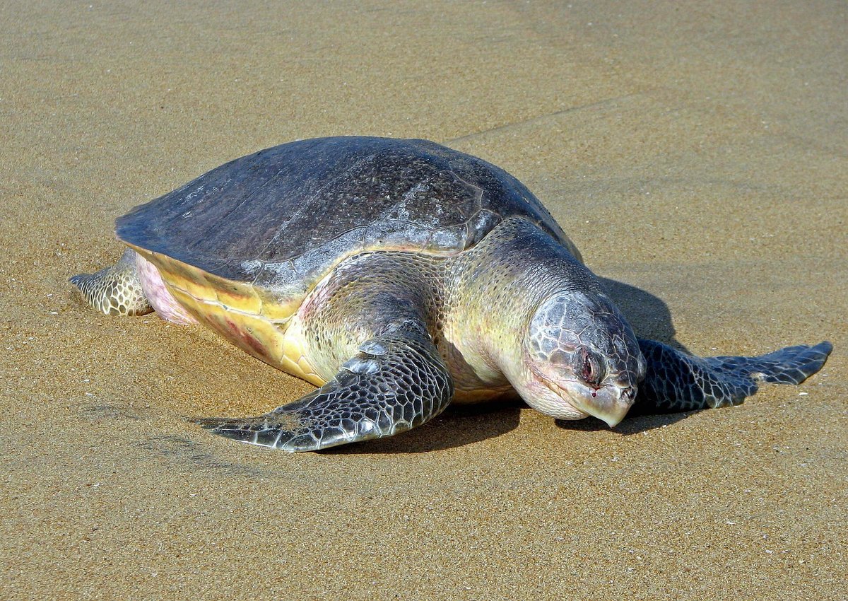Olive Ridley Sea Turtle Arribada — Nancite Beach