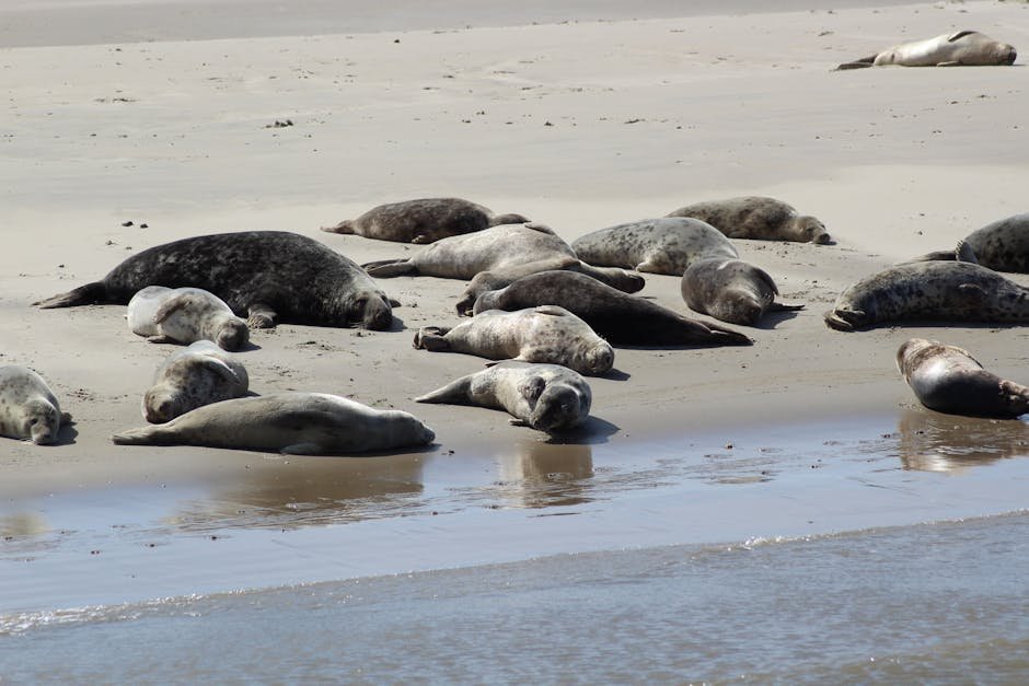 Race Point Seal Haul Out