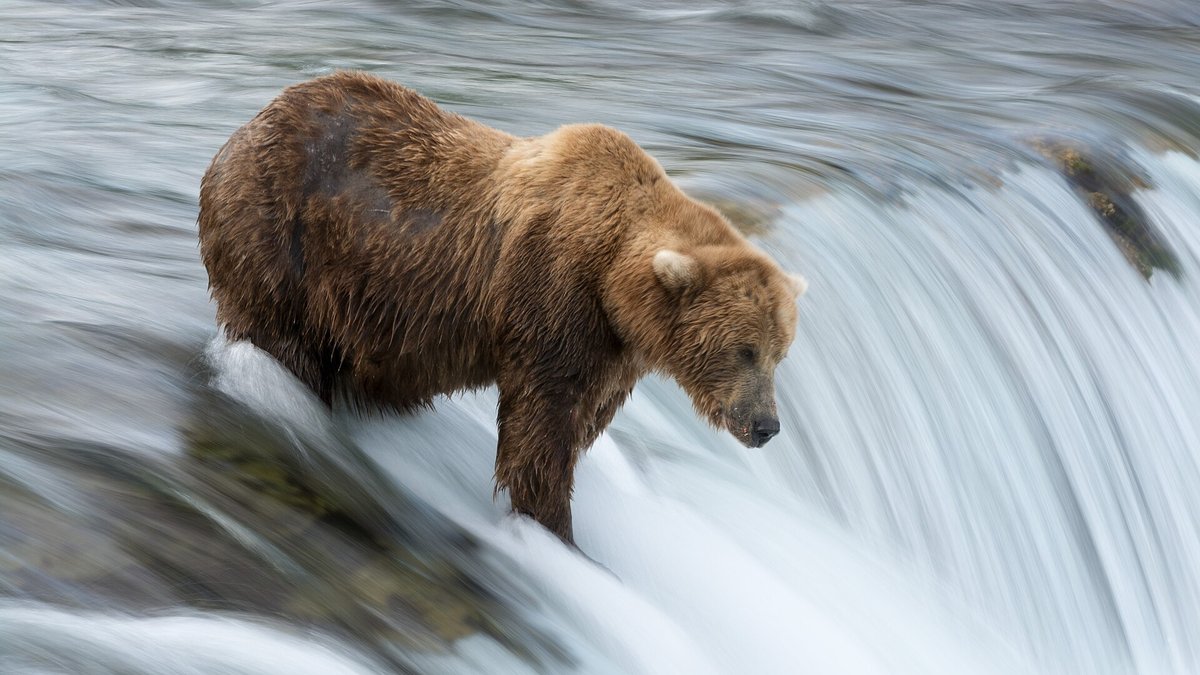 Brooks Falls Brown Bears — Katmai Alaska USA