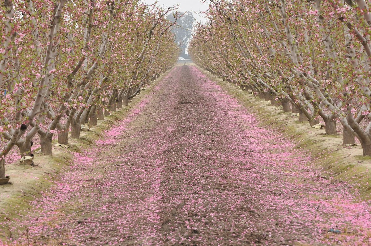 Blossom Trail — Baden-Württemberg