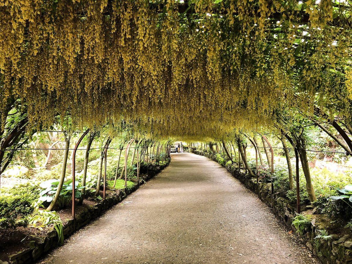Laburnum Arch — Bodnant Garden Wales