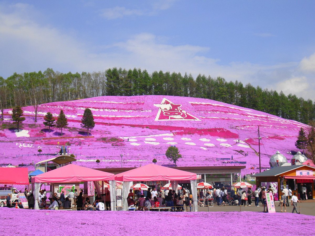 Hokkaido Shibazakura Bloom — Takinoue Park